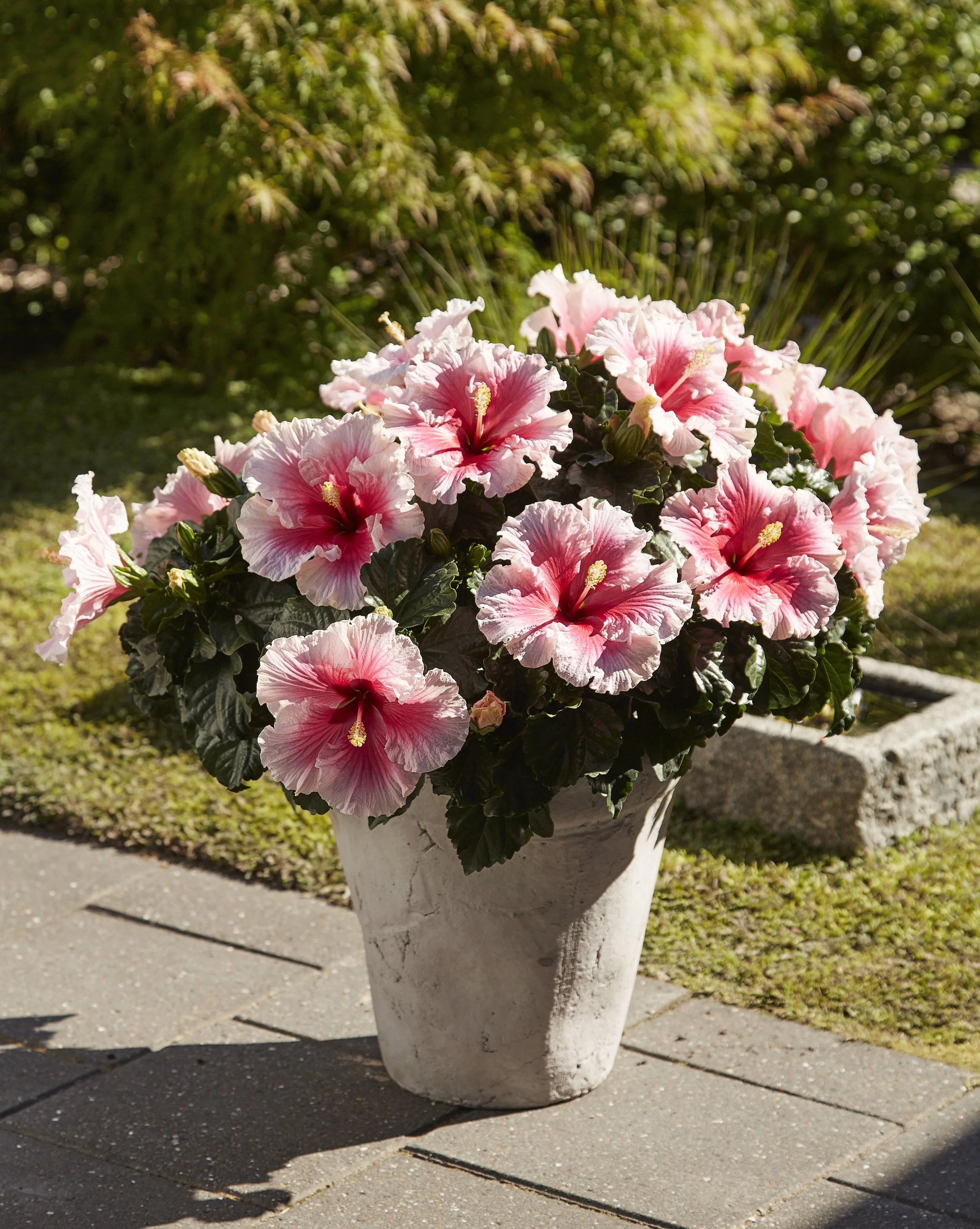 HibisQs® Care — Graff-Breeding A/S